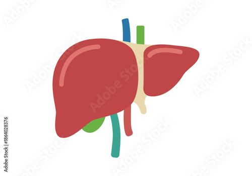 Anatomía del hígado humano representado con colores vivos para conceptos de salud y medicina