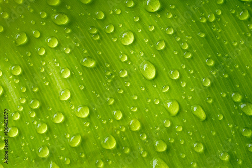 Macro Water Droplets On Vibrant Green Leaf