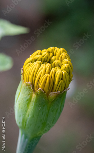 Beautiful Small Flower Blooming In The Garden