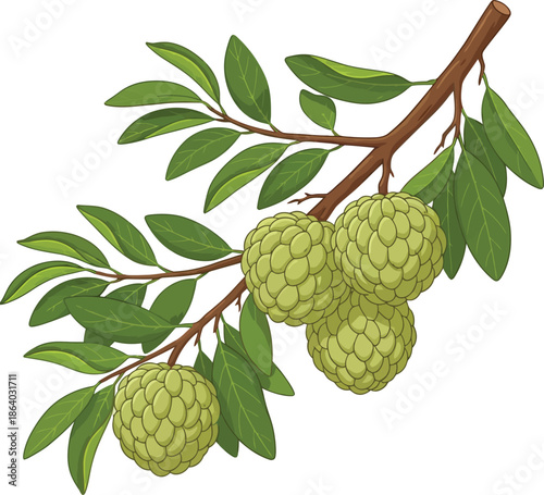 custard apple