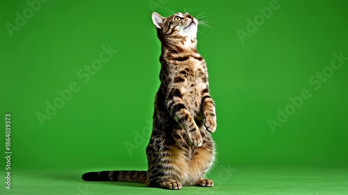 Upward Gaze: A captivating cat stands on its hind legs, eyes fixed upwards. The vibrant backdrop emphasizes its elegant posture and playful curiosity.