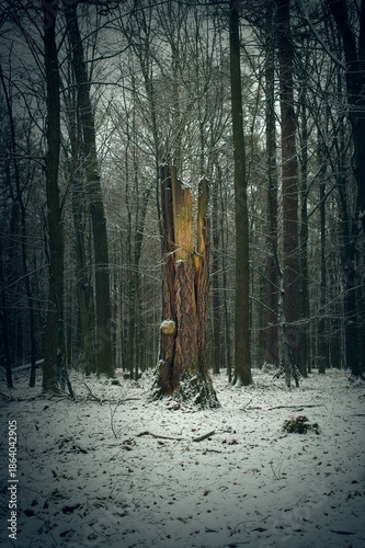 Wallpaper Mural A massive, thick trunk of an old broadleaf tree, destroyed and broken, stands in a snowy forest. Torontodigital.ca