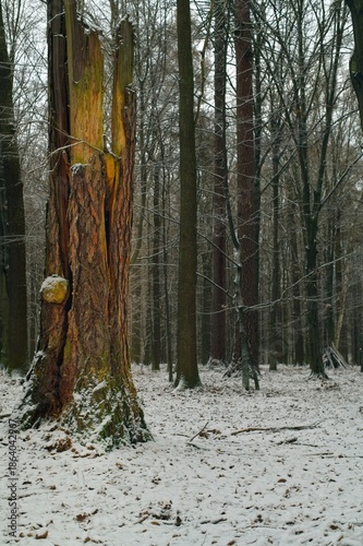 Wallpaper Mural A massive, thick trunk of an old broadleaf tree, destroyed and broken, stands in a snowy forest. Torontodigital.ca