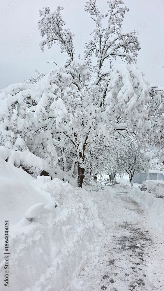 Fototapeta premium snow covered park