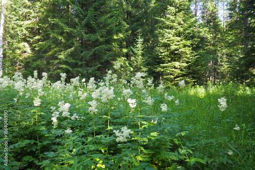 Filipendula ulmaria, commonly known as meadowsweet or mead wort, perennial herbaceous plant in family Rosaceae that grows in damp meadows. Herb possesses pleasant taste and flavour. Karelian taiga