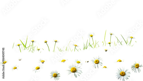 Daisies and grass sprout on a black background; some blooms lie scattered