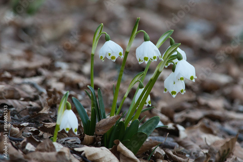 spring snowdrop flowersThe 