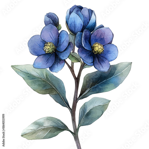 Cerinthe Flower, delicate painting watercolor vector with vivid brush accents, isolated on a white background.