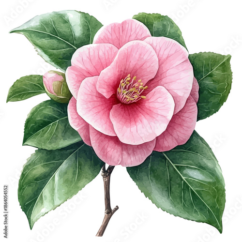 Camellia Flower, elegant watercolor vector painting with refined details, isolated on a white background.