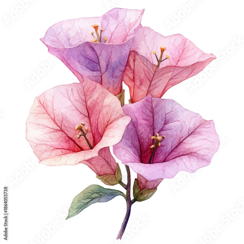 Bougainvillea Flower, delicate painting watercolor vector with vivid brush accents, isolated on a white background.