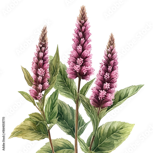 Amaranth Flower, delicate painting watercolor vector with vivid brush accents, isolated on a white background.