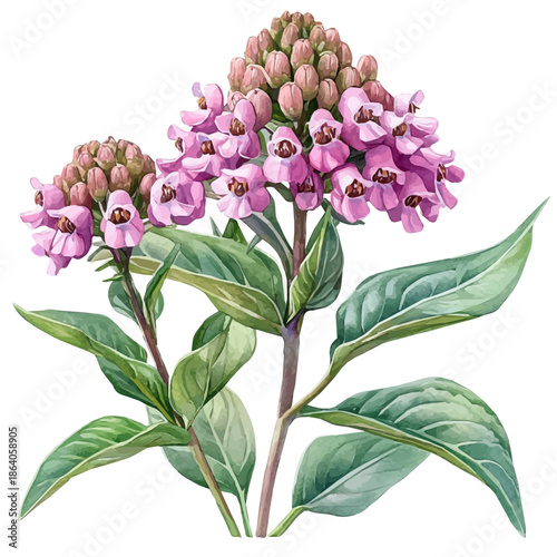 Asclepias Flower, delicate painting watercolor vector with vivid brush accents, isolated on a white background.