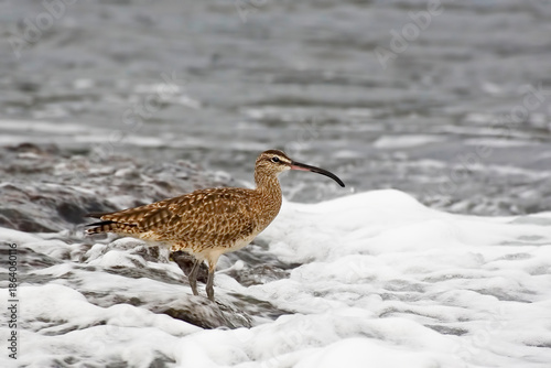 Whimbrel, Numenius phaeopus, in foamy surf
