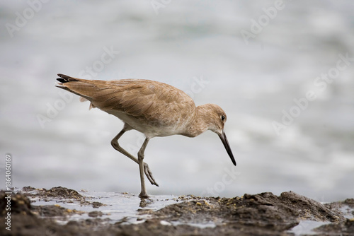 Willet, Tringa semipalmata, on the rocks