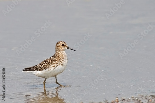 Least Sandpiper, Calidris minutilla, in the water
