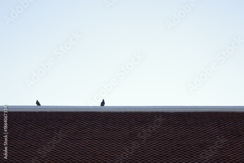 Wallpaper Mural Two birds perched on the edge of a brown tiled roof against a clear sky. Torontodigital.ca