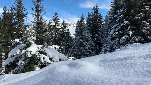 Wallpaper Mural Close view on fresh snow in the forest ; landscape in nature in the Devoluy mountain range Torontodigital.ca