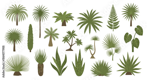 Large variety of tropical palm trees and desert plants including ferns and succulents shown in different shapes and shades of green.
