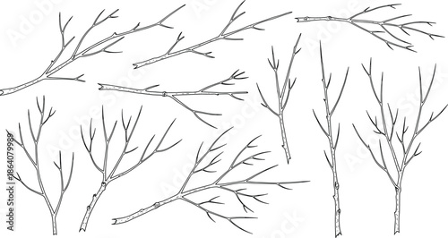 Hand drawn dry tree branches and twigs vector set, winter botanical sketch line art, isolated engraving decorative elements on white background, nature