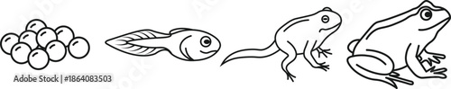 The fascinating life cycle of a frog illustrated clearly