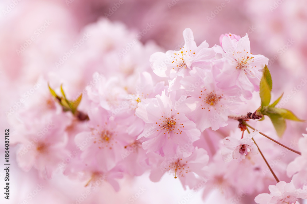 Fototapeta premium 春色に染まる