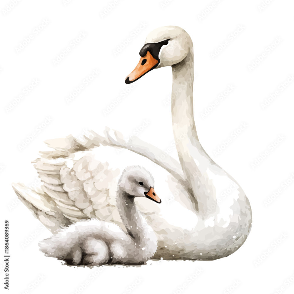 Obraz premium Mother Swan With Her Kid, vibrant watercolor vector illustration with flowing and detailed brush strokes, isolated on a white background.