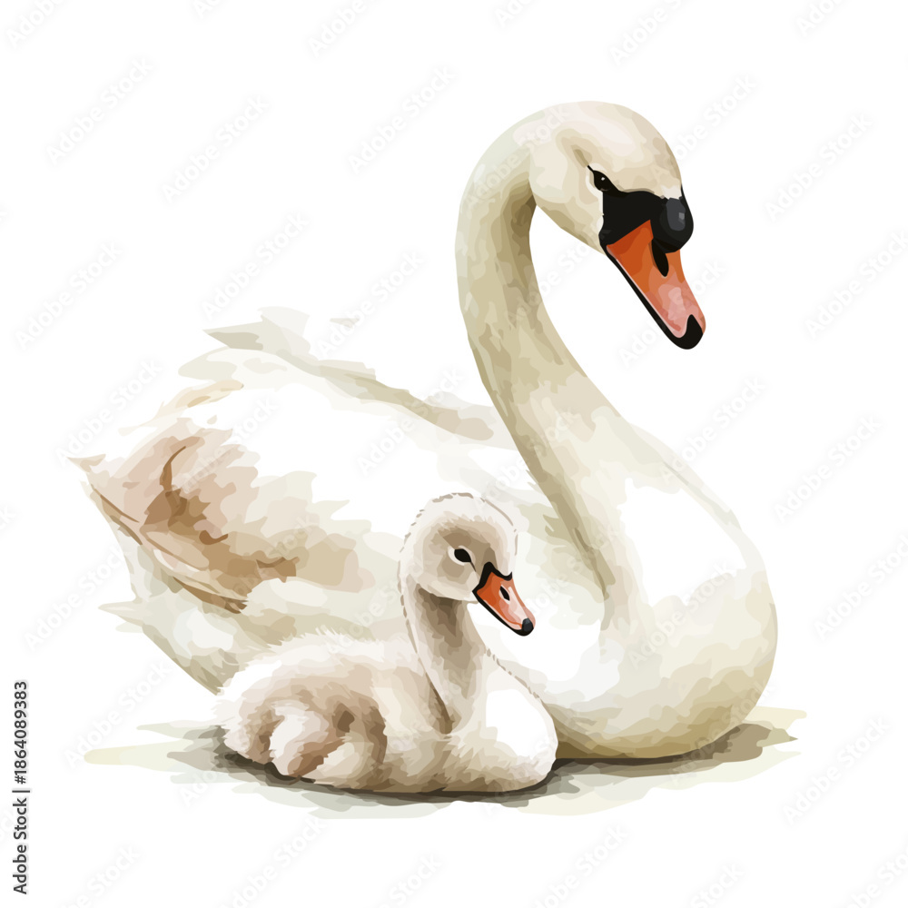 Obraz premium watercolor of Mother Swan With Her Kid graphic, isolated on a white background.