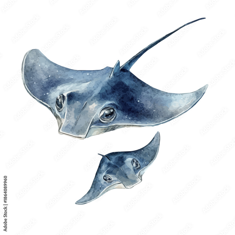 Fototapeta premium watercolor of Mother Stingray With Her Kid graphic, isolated on a white background.