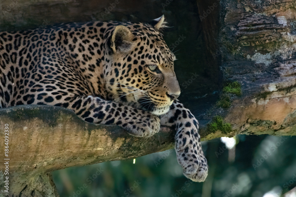 Obraz premium close up photo of a Javan leopard