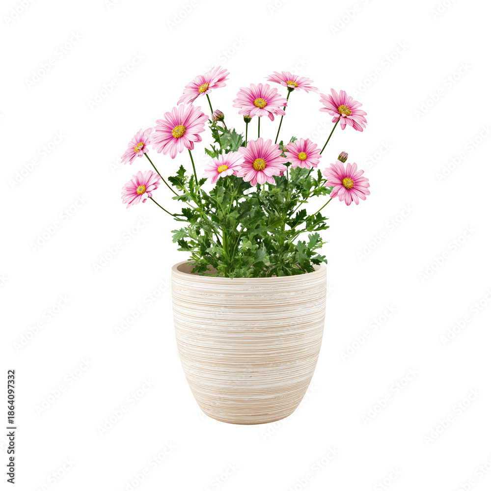 Obraz premium Pink Daisies In Decorative Pot. Indoor Plant Decor And Aesthetic Appeal. Isolated On Transparent Background