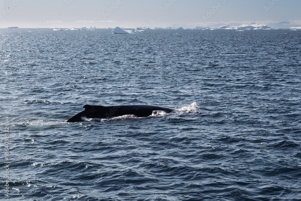 Fototapeta premium Humpback Whale Back Breaking the Surface in Disko Bay