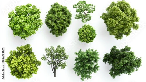 Collection of green trees seen from a top view for use in planning outdoor spaces and landscape designs across various settings and projects
