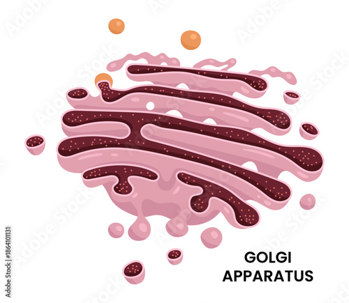 Vector illustration of the Golgi apparatus, an essential cell organelle in biology and microbiology, showcasing its structure and role in protein sorting and packaging within cells.