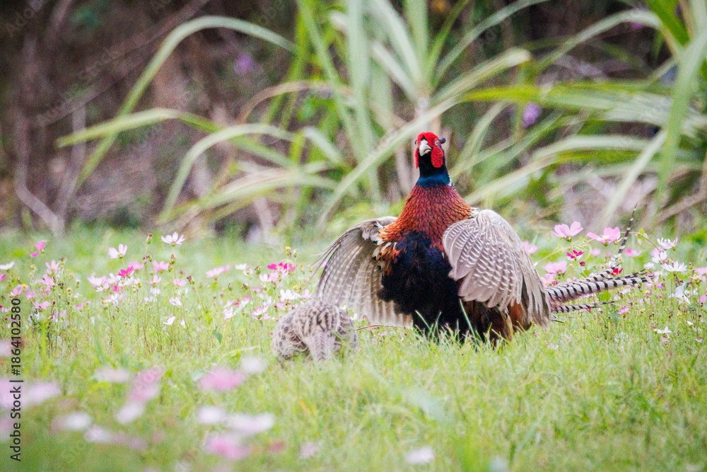 Fototapeta premium Male Ring-necked Pheasant (Phasianus colchicus) flapping wings and crowing on green grass, dynamic wildlife photography.