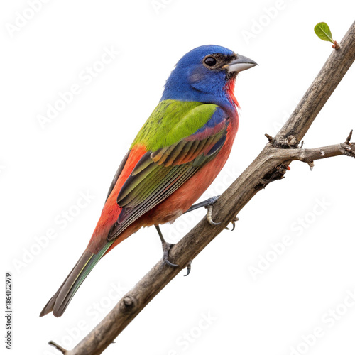 Painted Bunting Bird with Bright Feathers and Clean Background

