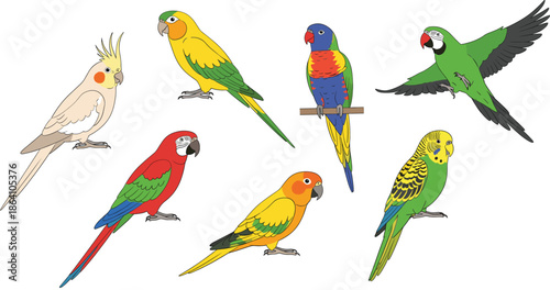 Colorful parrot bird characters set with different species standing and flying poses cartoon vector illustration