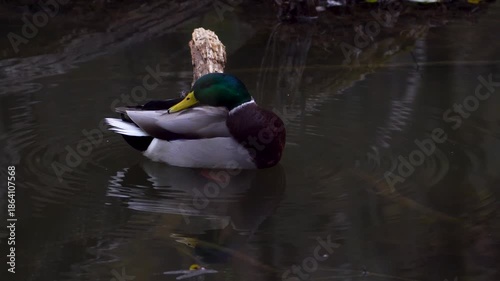 水辺で毛繕いをする真鴨
