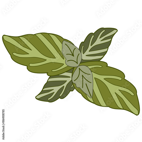 The Basil leaves fresh sprig illustration