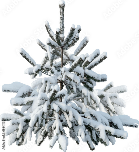 Christmas tree with green needles, isolated on a white background
