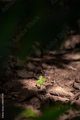 Young plant sprouting on cracked dry soil, symbolizing resilience.