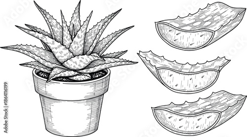 Aloe vera plant in pot with leaf cross-sections showing gel texture for skincare – flavector