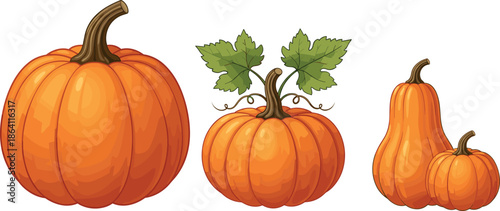Autumn pumpkin collection vector illustration with ripe squash varieties isolated on white background for harvest seasonal design projects