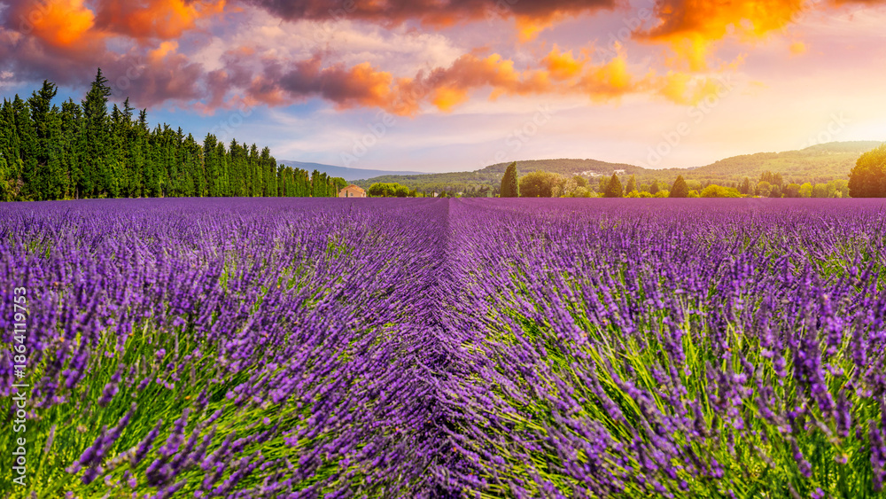 Fototapeta premium Lavender fields in Provence, France. Rows of vibrant lavender bloom in a picturesque setting in Provence, France. The purple lavender contrast beautifully with the colors of the sky, Provence, France.