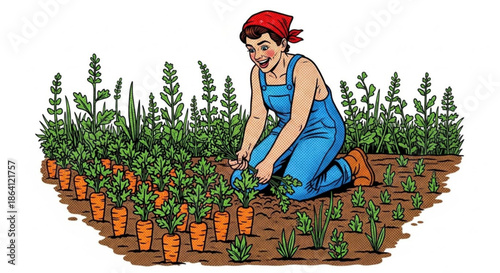 Woman gardening by harvesting carrots in a vegetable plot  