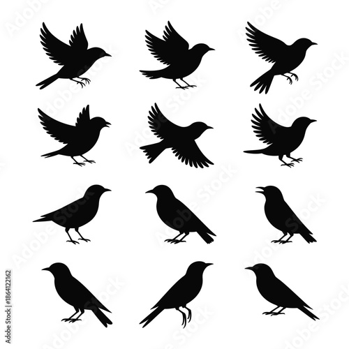 Silhouettes of blackbirds in various poses isolated on white background, Vector, illustration