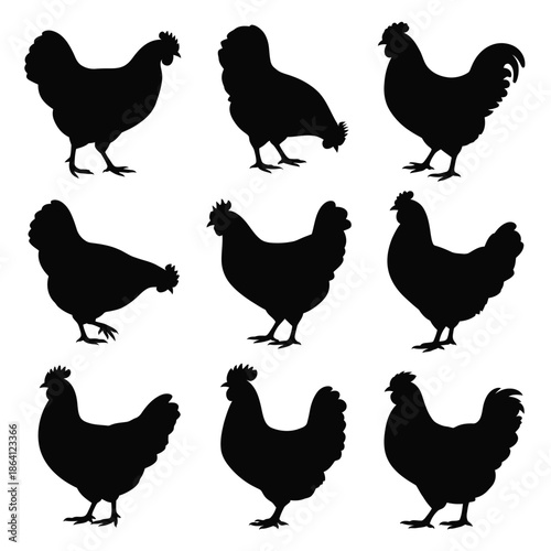 Collection of chicken silhouettes isolated on white background, Vector, illustration