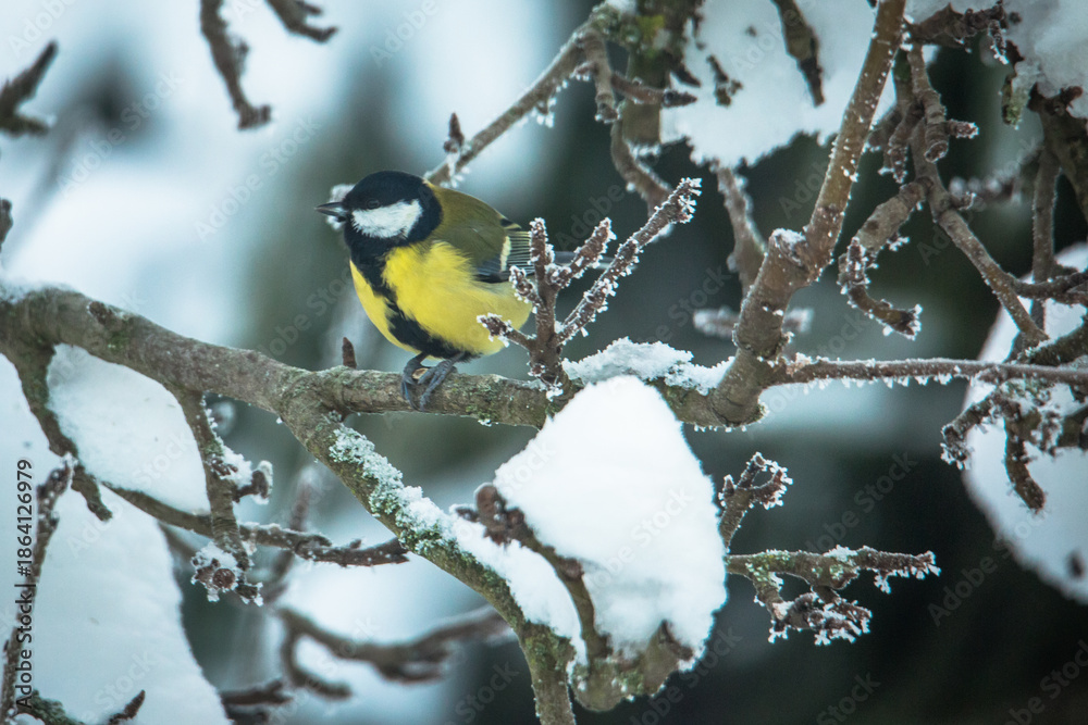 Fototapeta premium Great tit (Parus major)