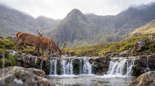 Majestic stags pause by a t...