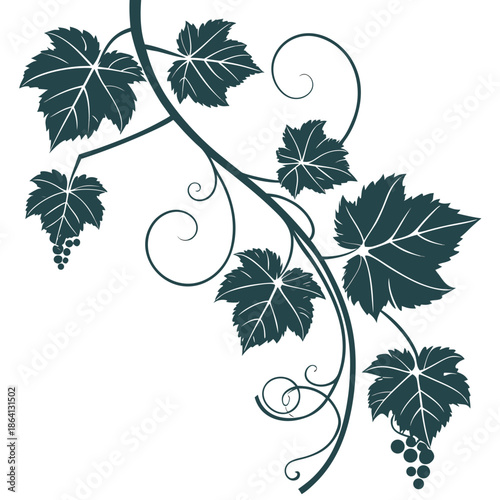 Elegant vine with leaves and grapes