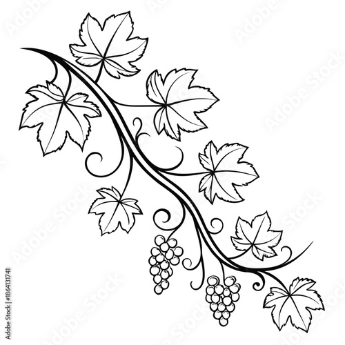Elegant grape vine illustration